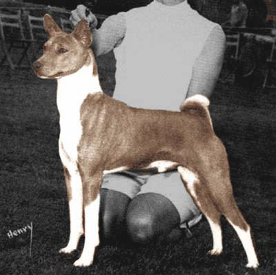 basenji pedigree