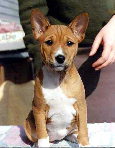 Pulcinella Jaffa Juice, as puppie