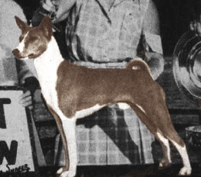 basenji pedigree