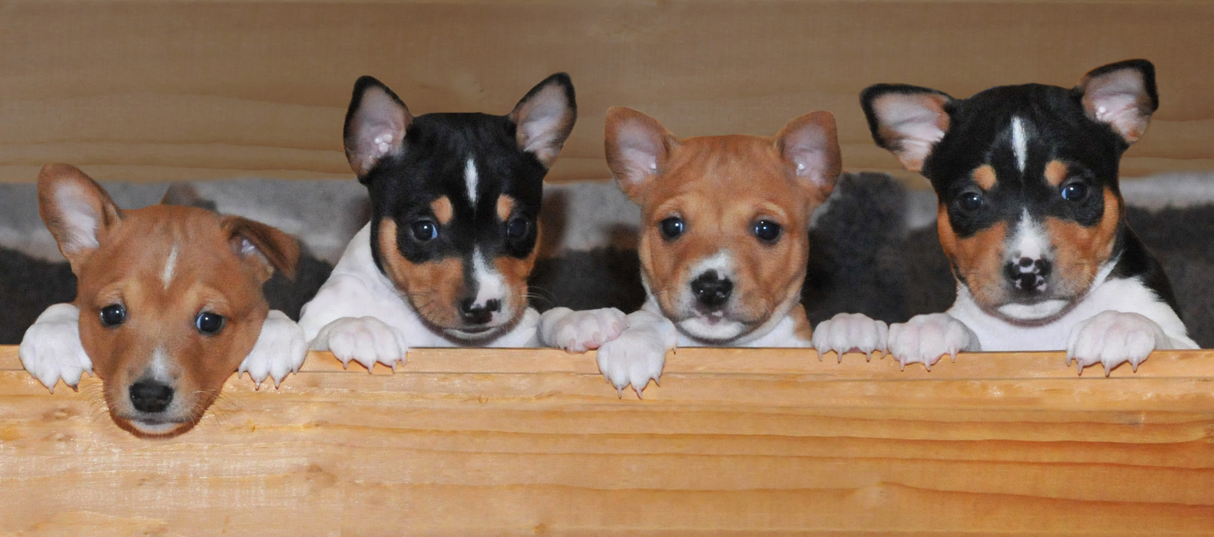 puppy breeders images pics photos and pictures of basenji breeds picture puppy breeders images pics photos and pictures of basenji breeds picture