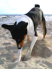 The fanatic sanddigger