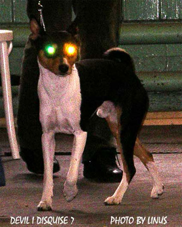 Devil in Disquise or after eyecontrole at the vet..... Photo by Linus in K�ping sept 2003