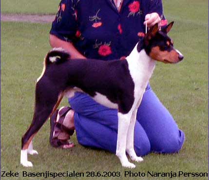 Basenjispec June 2003, photo Naranja Persson