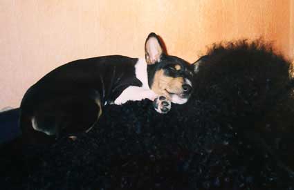 Zeke sleeping on top of Lancelot