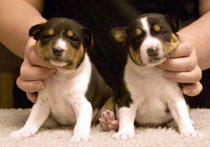 Zeke left, Hiro right 4 weeks, Photo Naranja Persson