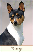 Basenji