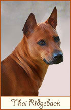 Thai Ridgeback Dog