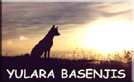 Yulara Basenjis, Mia L�vbeer & Monica Massih