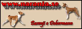 Naranja, a basenjifriend that helped me much with the pedigrees!