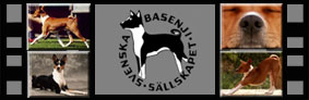 Svenska Basenji S�llskapet
