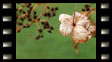 Vissen Klätterhortensia