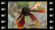 Rudbeckia på hösten