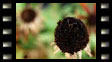 Rudbeckia