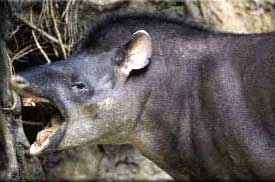 Assiab Ridgback Thai Ridgeback General
